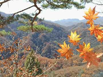王中王鐵樹盤皿與肖選一肖，探索神秘文化符號的SEO意義，神秘文化符號探索，王中王鐵樹盤皿與肖選一肖的SEO意義探究