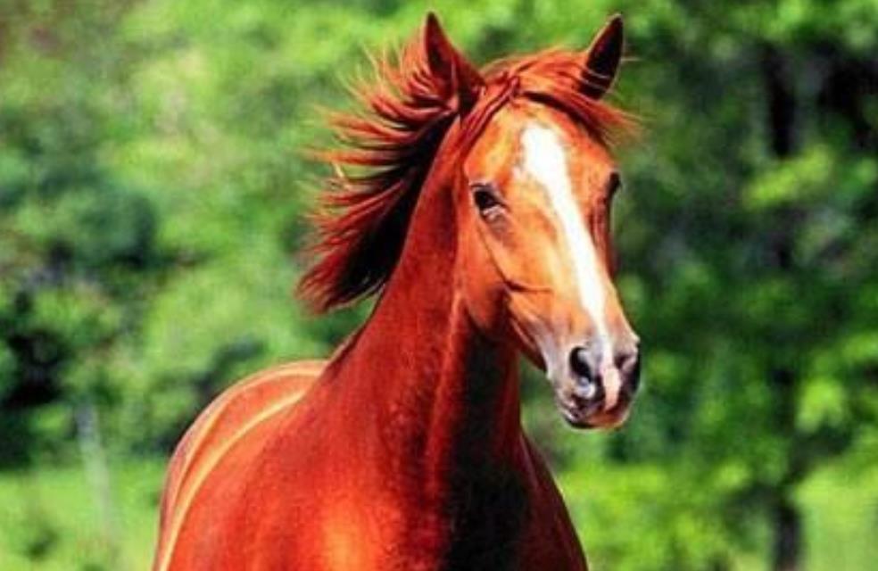 一馬中特內(nèi)部精準(zhǔn)資料免費大公開，揭秘獨家策略與秘籍，獨家揭秘，一馬中特內(nèi)部精準(zhǔn)資料大公開，策略秘籍免費分享