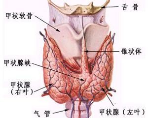 女性甲狀腺的早期癥狀，女性甲狀腺早期癥狀揭秘