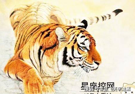 山上王中王，揭秘生肖奧秘——探尋生肖之王的獨(dú)特魅力，探尋生肖之王，山上王中王，揭秘生肖奧秘的獨(dú)特魅力