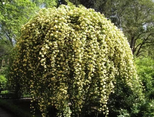 健康益處