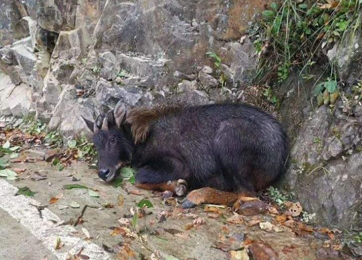 四不像必中一肖王中王，揭秘生肖運(yùn)勢與神秘預(yù)測，揭秘四不像生肖運(yùn)勢預(yù)測與神秘預(yù)測，王中王版一肖必中秘籍